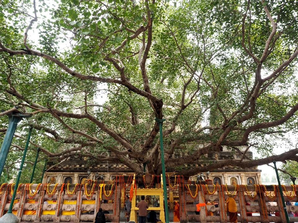 bodhi tree  anuradhapura